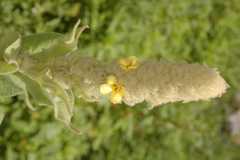 Verbascum thapsus
